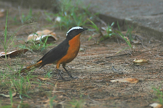 White-Crowned Robin Chat.JPG
